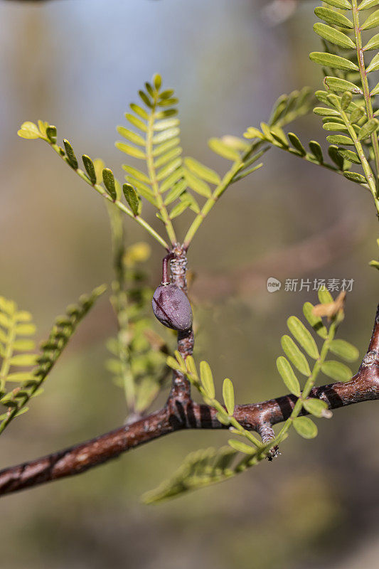 小叶Bursera microphylla，英语俗称象树或西班牙语为torote，是Bursera属的一种树。它长有加厚的、蓄水的或尾状的树干。